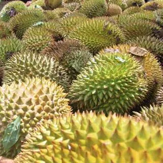 Durian