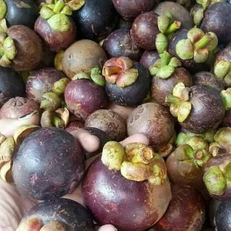 Manggis